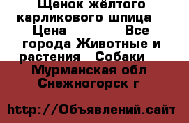 Щенок жёлтого карликового шпица  › Цена ­ 50 000 - Все города Животные и растения » Собаки   . Мурманская обл.,Снежногорск г.